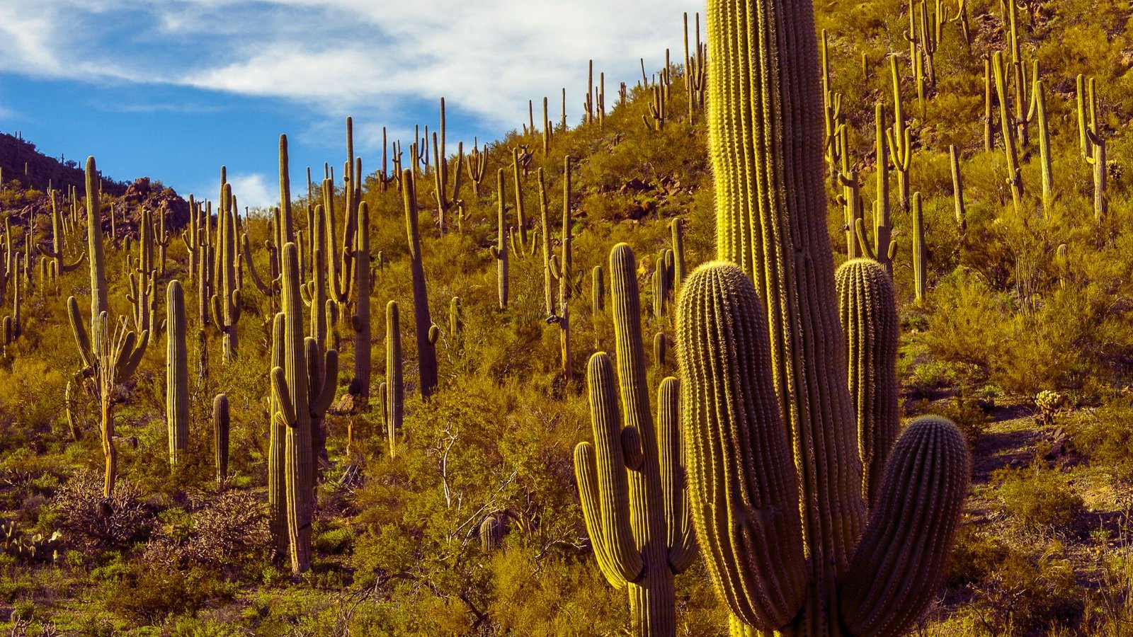  A large cactus plant with tall, green stems and spines, set against a neutral background.
