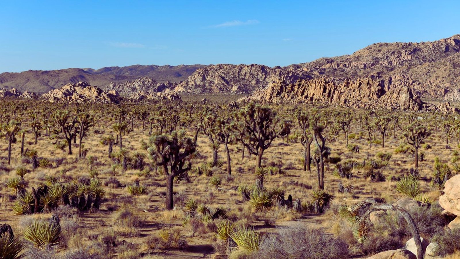A scenic view of Joshua Tree National Park, showcasing unique rock formations and iconic Joshua trees under a clear sky.
