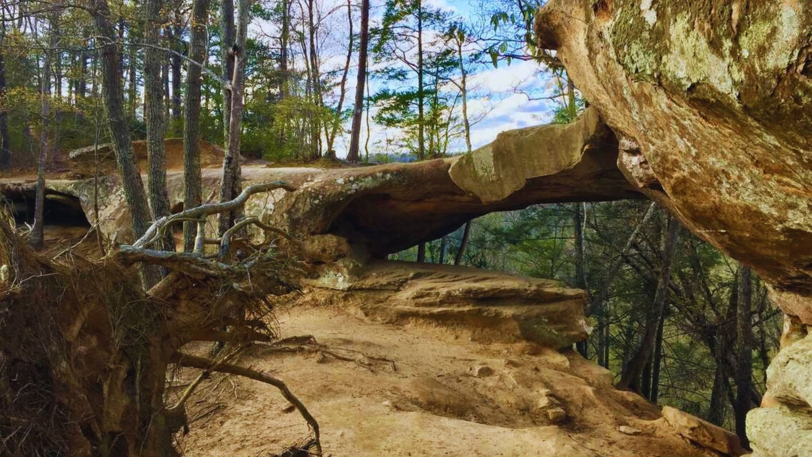 A large rock formation surrounded by dense trees in a serene woodland setting.