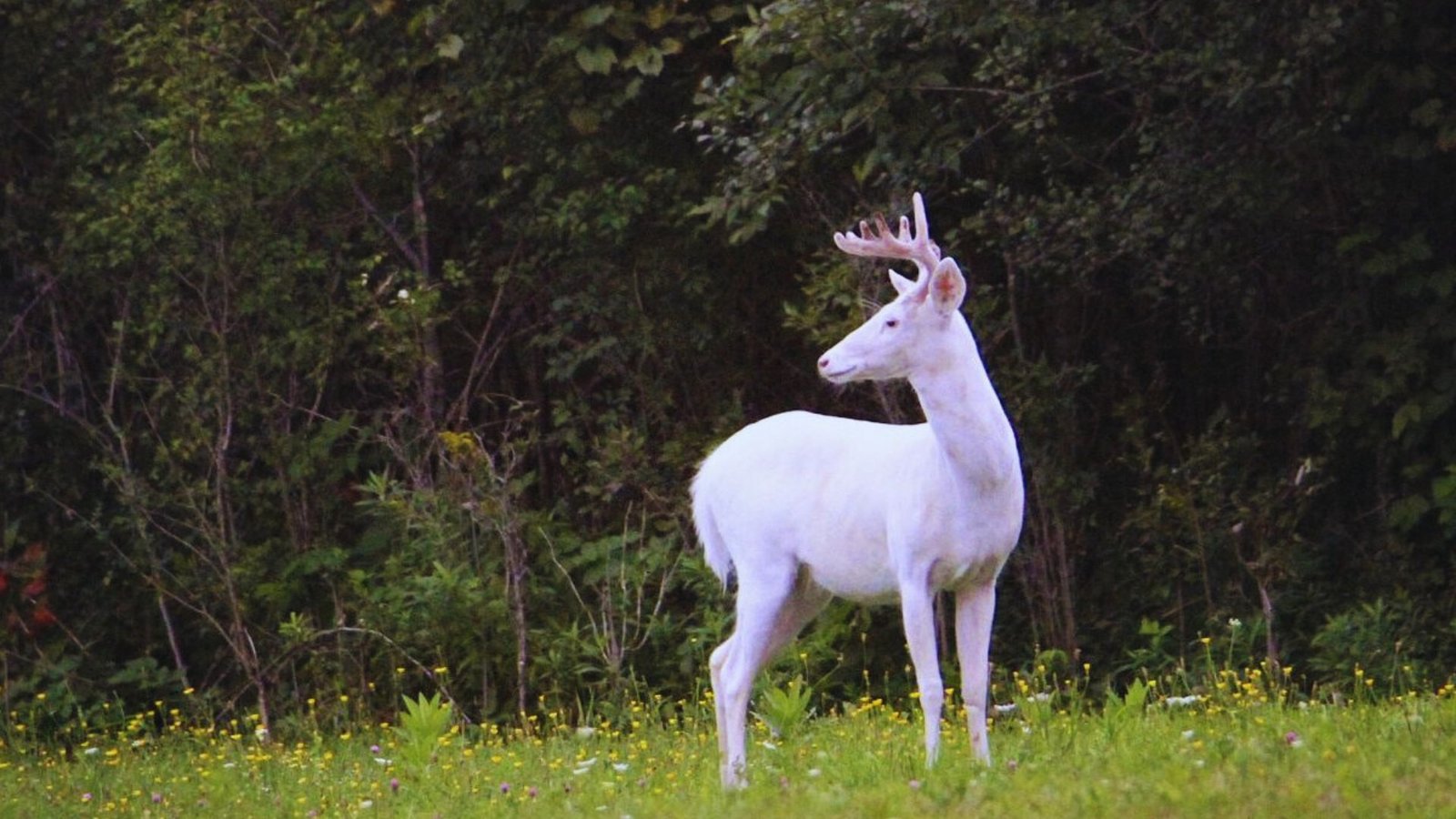 A white deer stands gracefully in a lush green field of grass.
