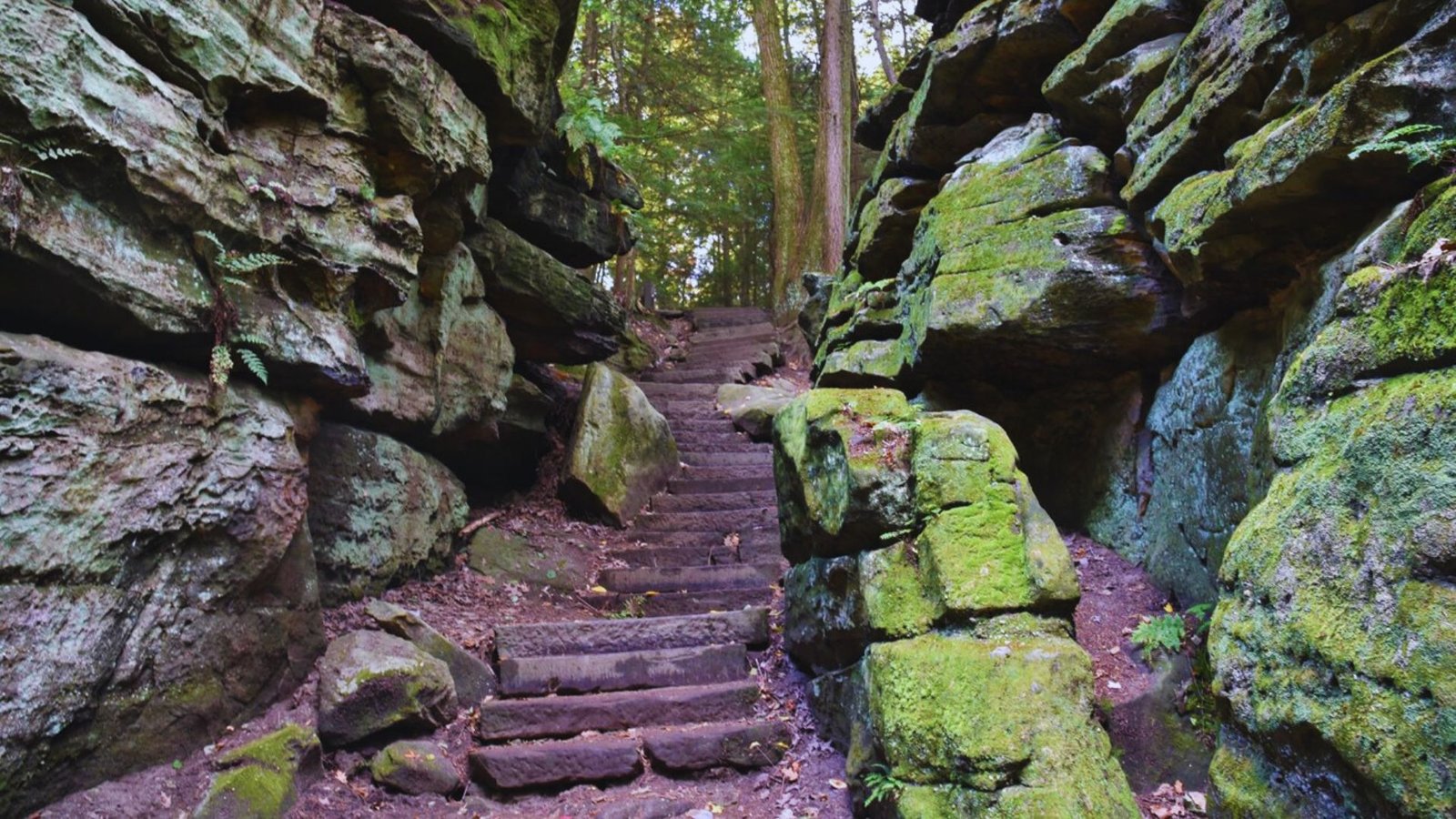A wooded path with steps ascending towards a rocky wall, surrounded by trees and natural foliage.