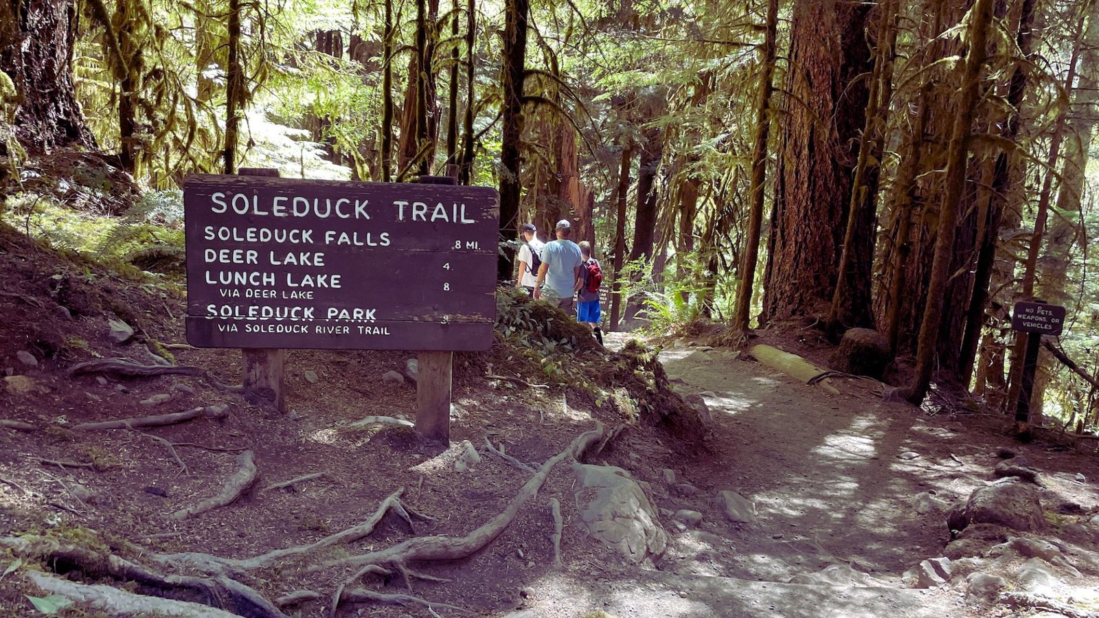 A wooden sign reading "Soledad Trail" stands amidst lush green woods.
