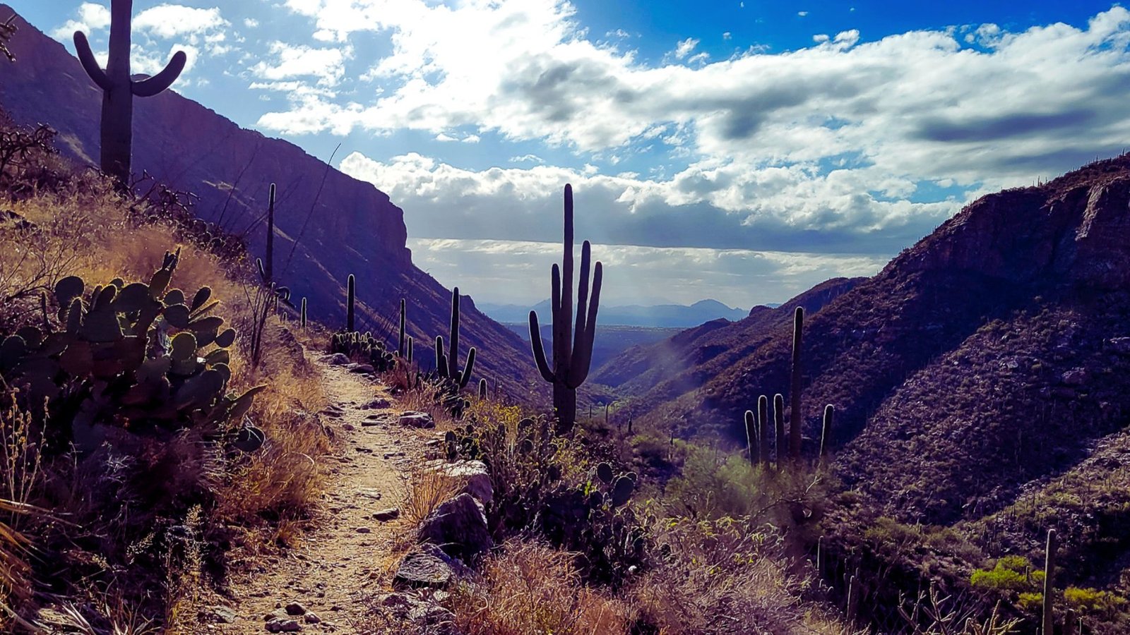 A winding trail leads through mountains to a solitary cactus, surrounded by rocky terrain and sparse vegetation.