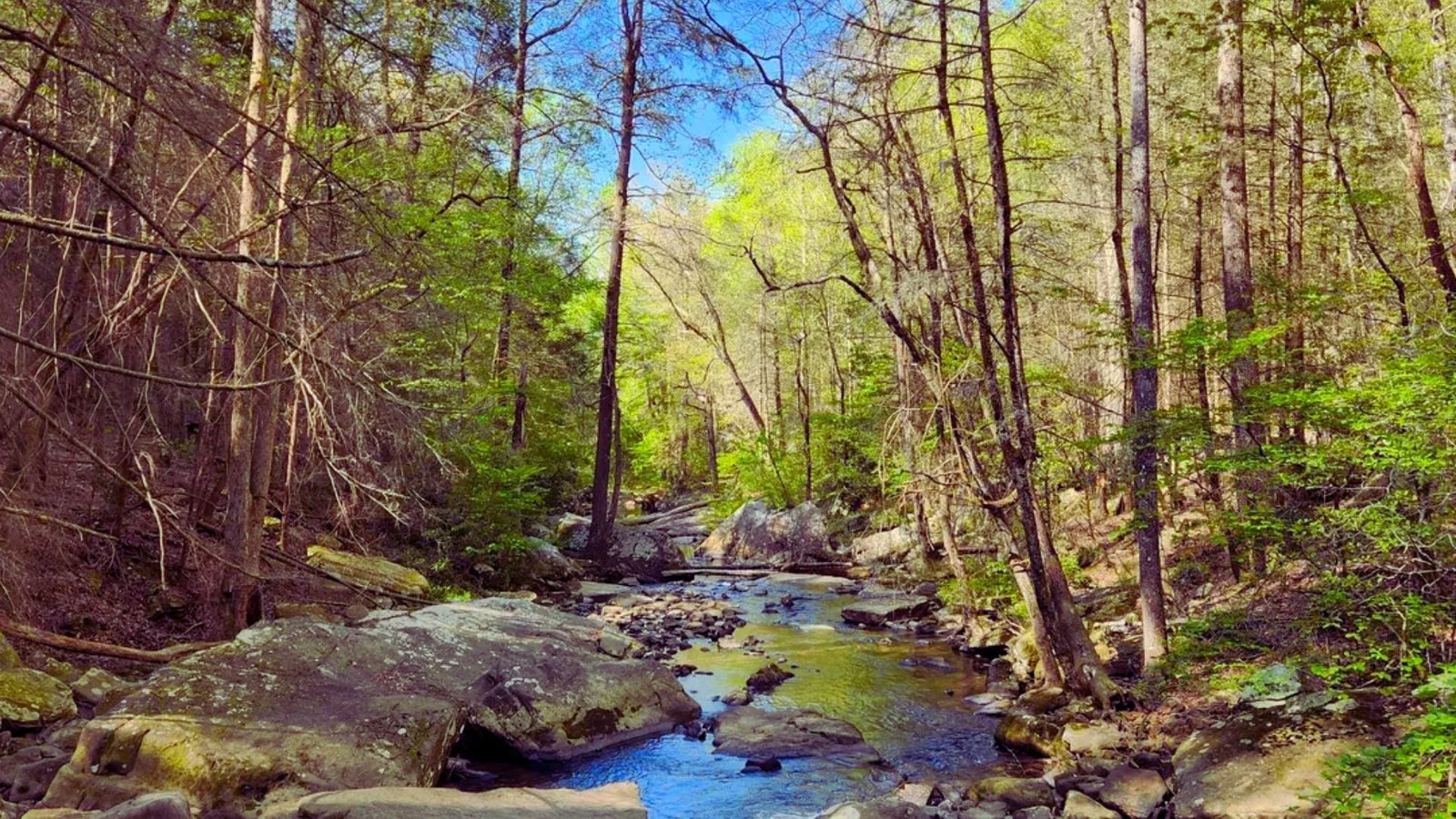 A serene stream flows through a lush forest, surrounded by rocks and tall trees, creating a peaceful natural scene.