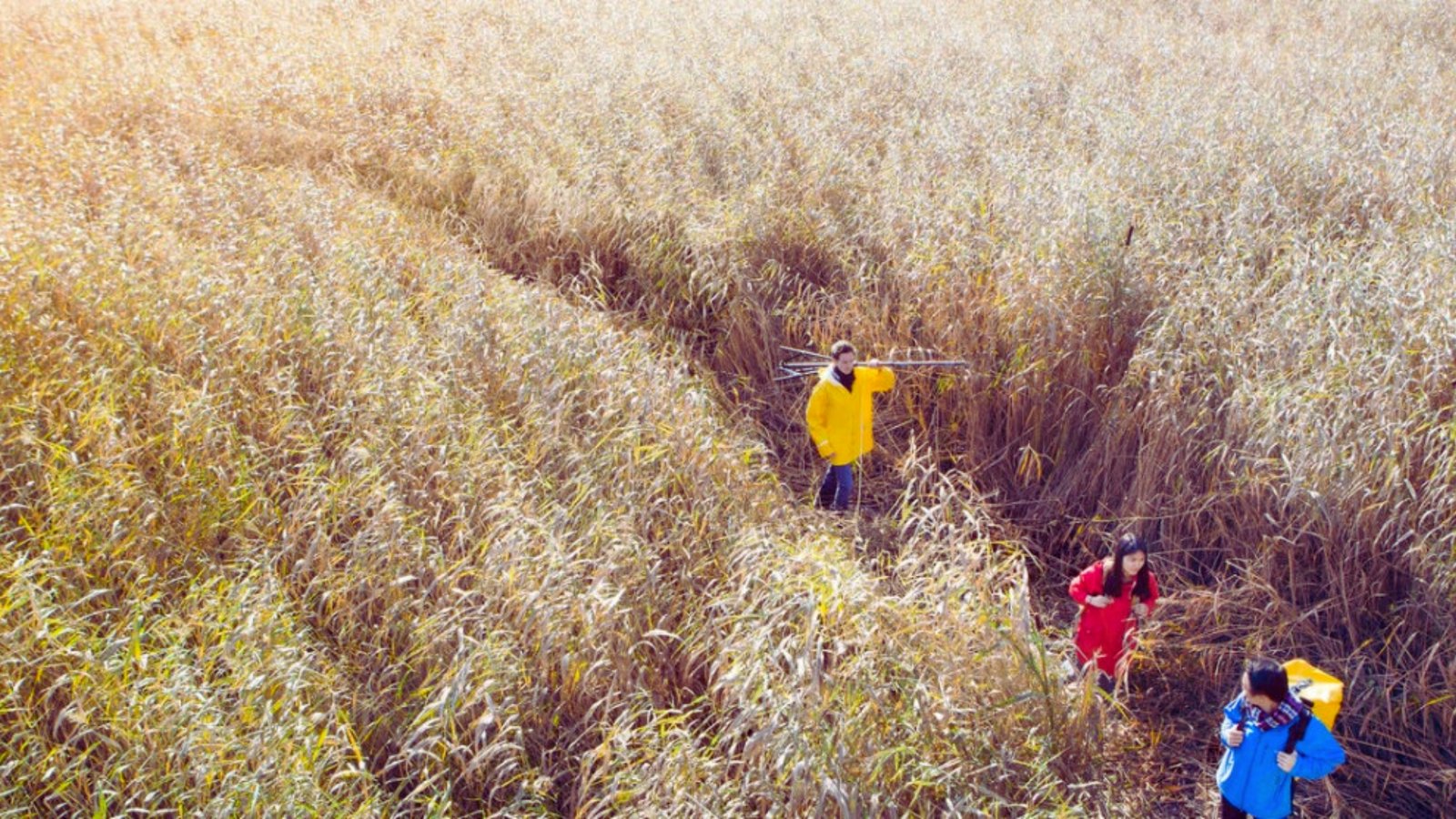  Three people meandering through a field of tall grass, surrounded by nature on a clear day.