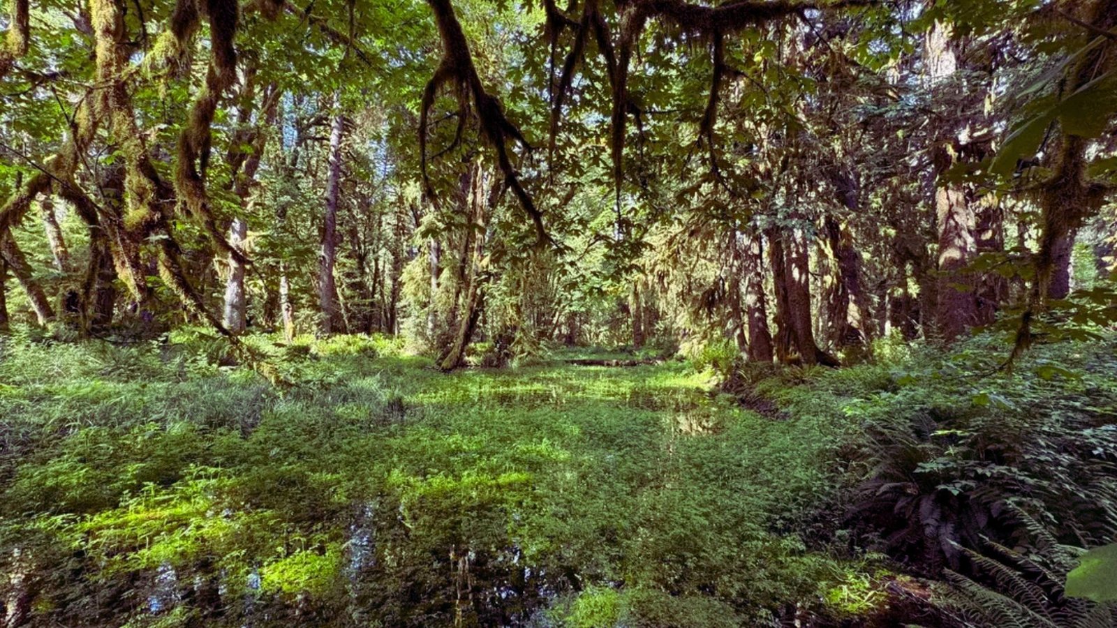 A swampy area featuring dense trees and patches of grass, reflecting a lush, wetland ecosystem.
