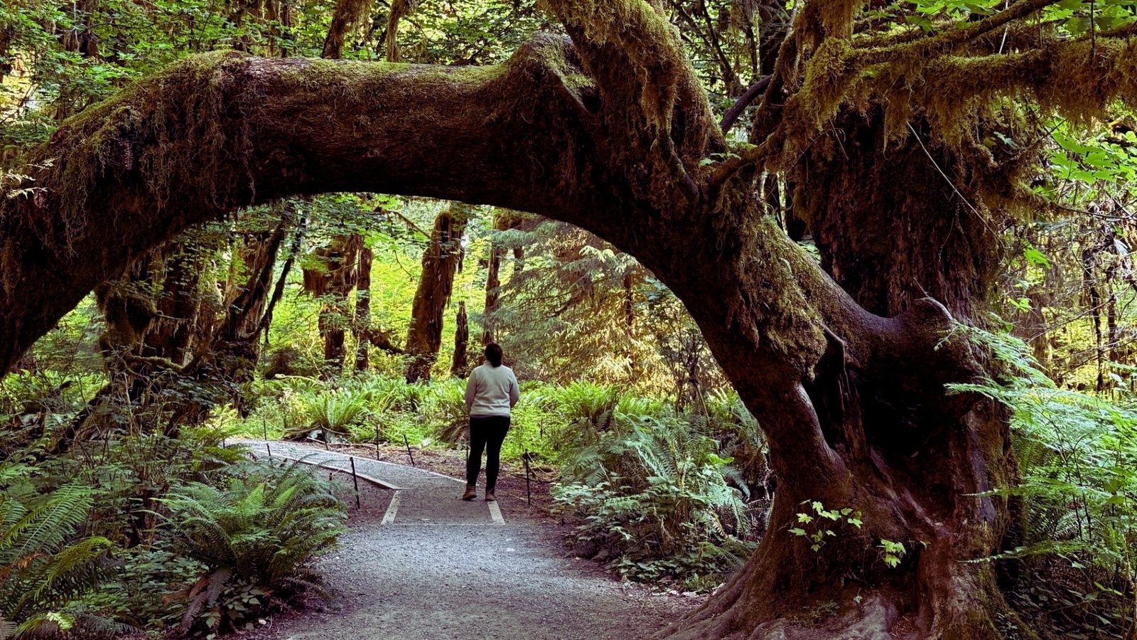 5. Hall of Mosses Trail
