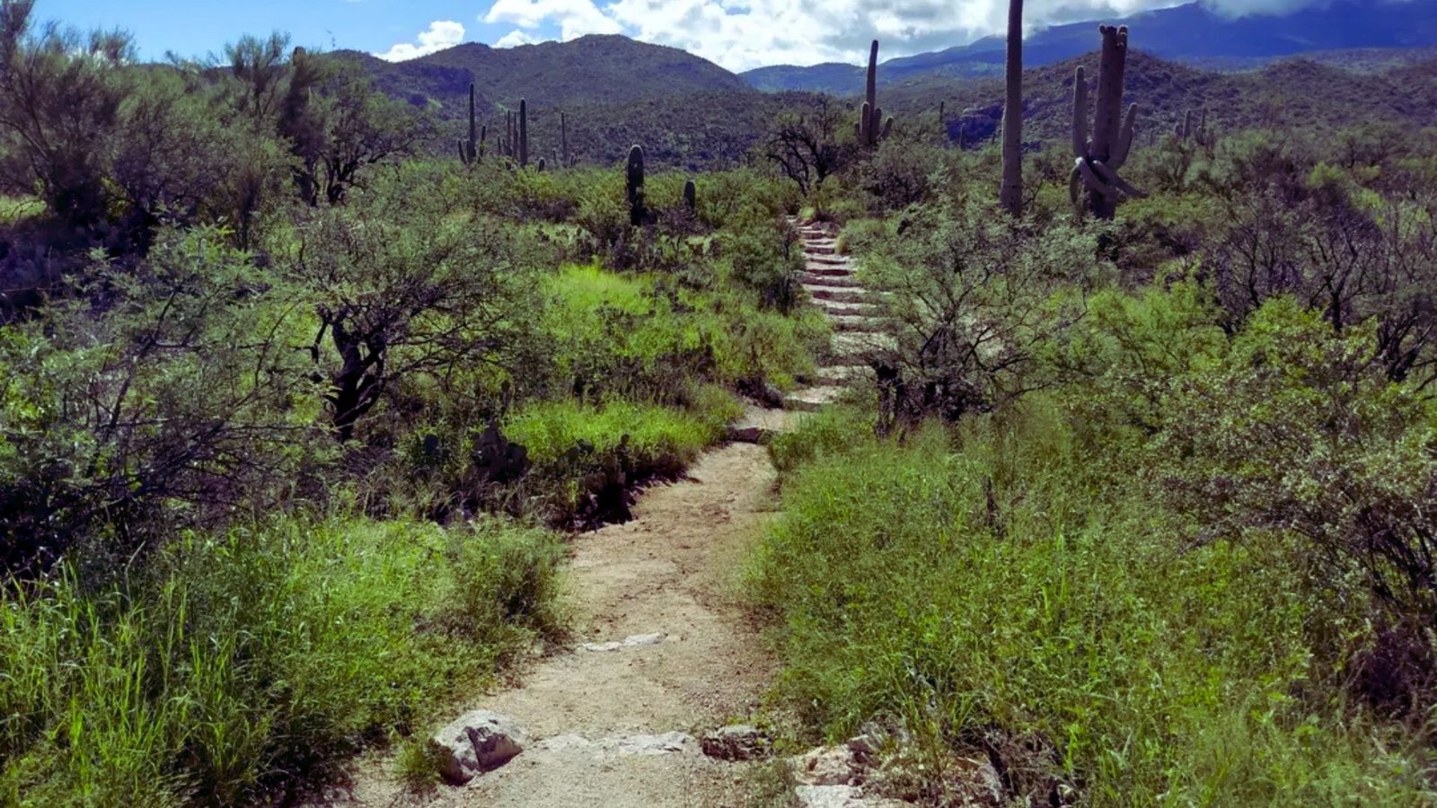 A dirt path bordered by cacti and grass leads to a majestic mountain range in the background.
