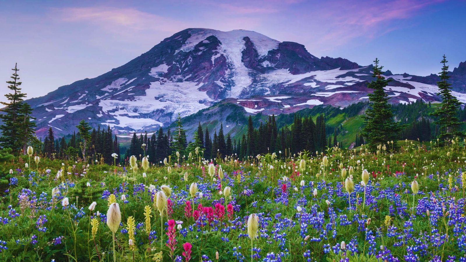 Mount Rainier rises majestically, framed by a lush field of diverse wildflowers, highlighting the region's natural beauty.
