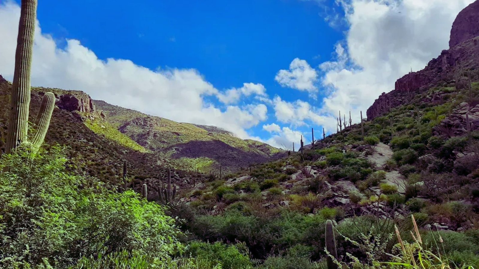 A scenic view of mountains rising above a desert landscape dotted with cacti under a clear blue sky.