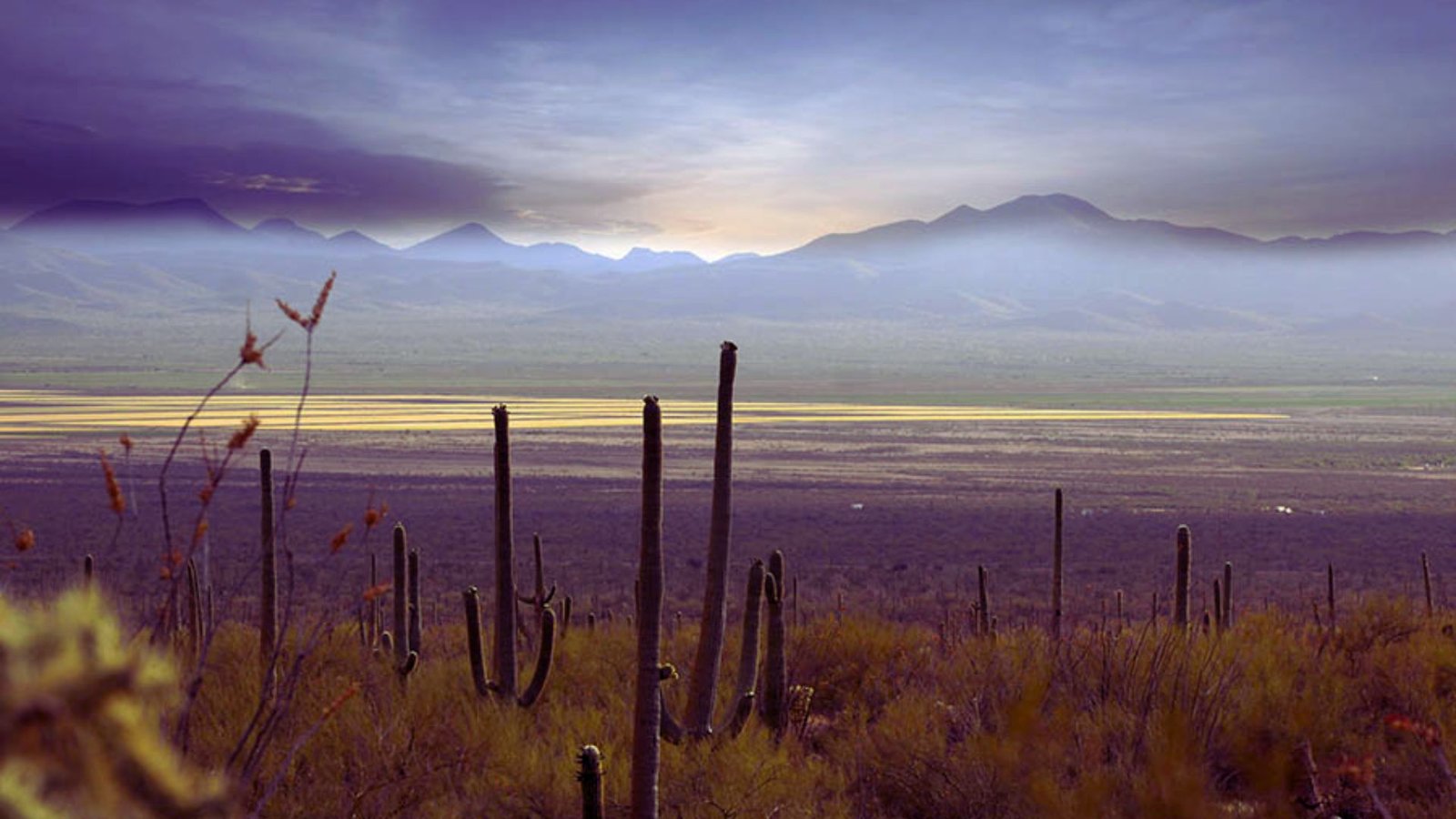 A desert landscape featuring cactus plants with mountains rising in the background under a clear blue sky.