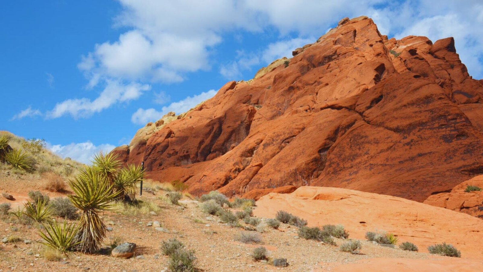 A desert landscape featuring vibrant red rocks and a variety of cacti under a clear blue sky.