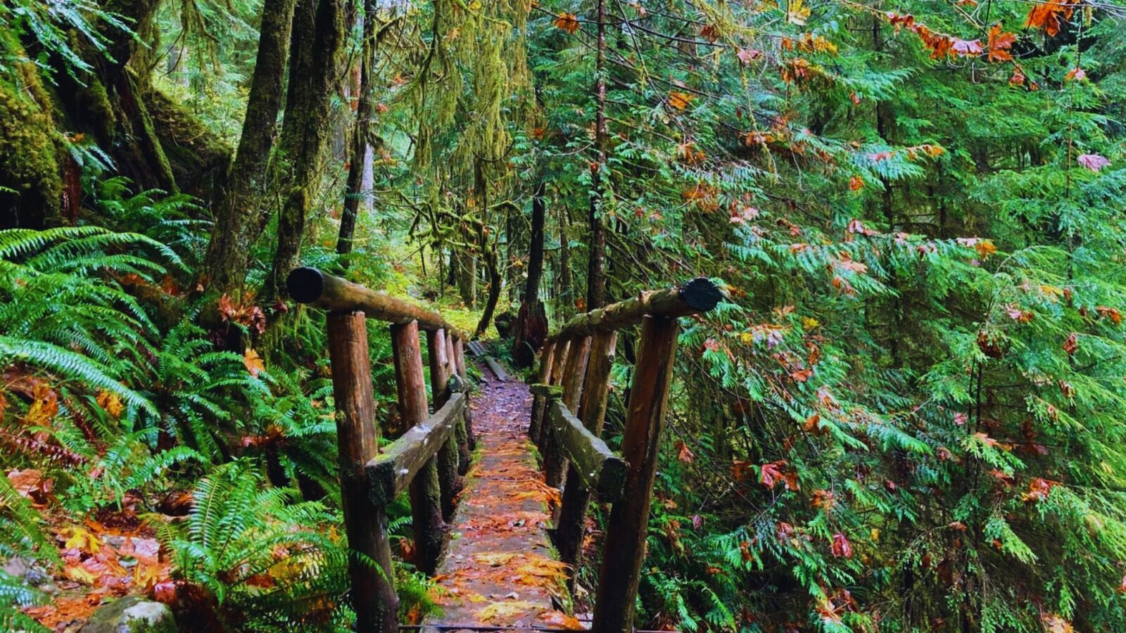 A wooden bridge spans a serene forest, inviting hikers to visit the Boulder River Trail.
