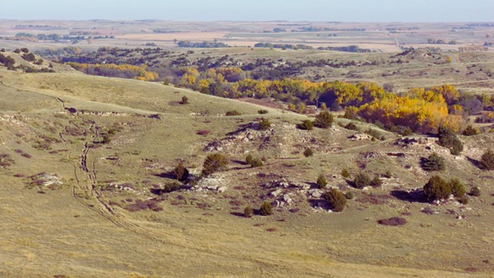 Aerial perspective of a grassy field interspersed with trees, highlighting the natural beauty of the landscape.