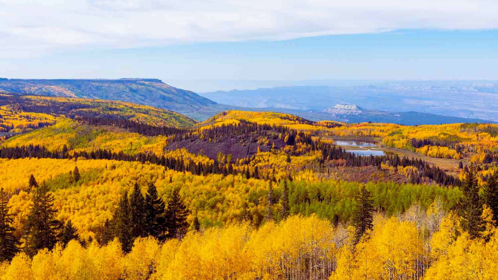 Vibrant Colorado aspen groves with golden leaves in autumn, set against a clear blue sky and distant mountains.