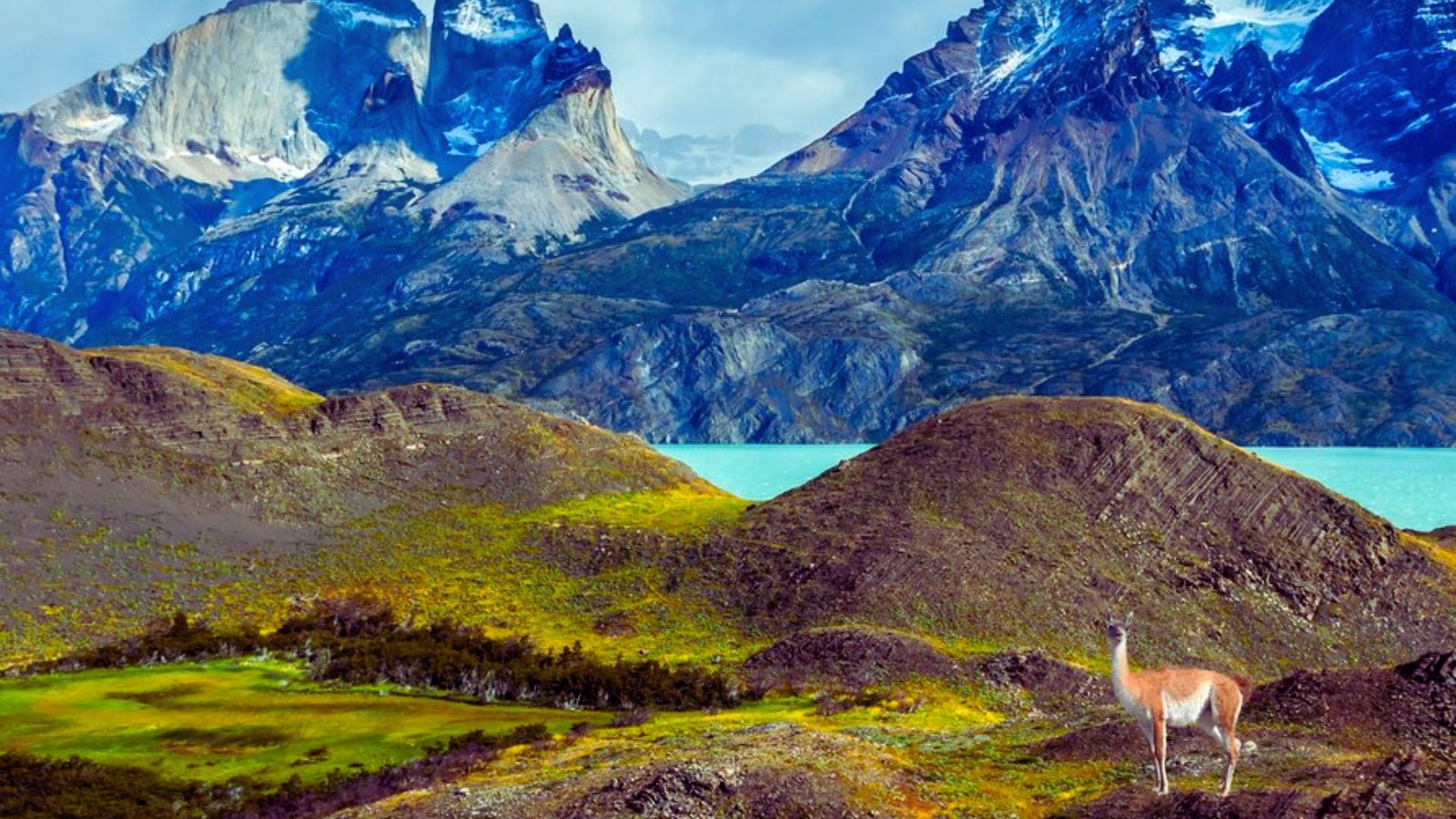  A gazelle stands on a hill, overlooking mountains in the background under a clear blue sky.
