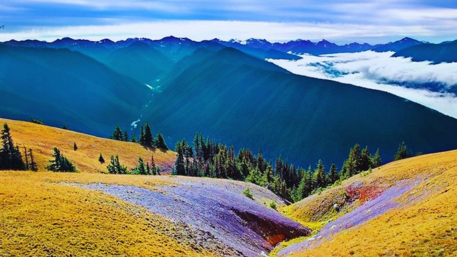 A scenic mountain range featuring vibrant purple grass and scattered trees under a clear blue sky.