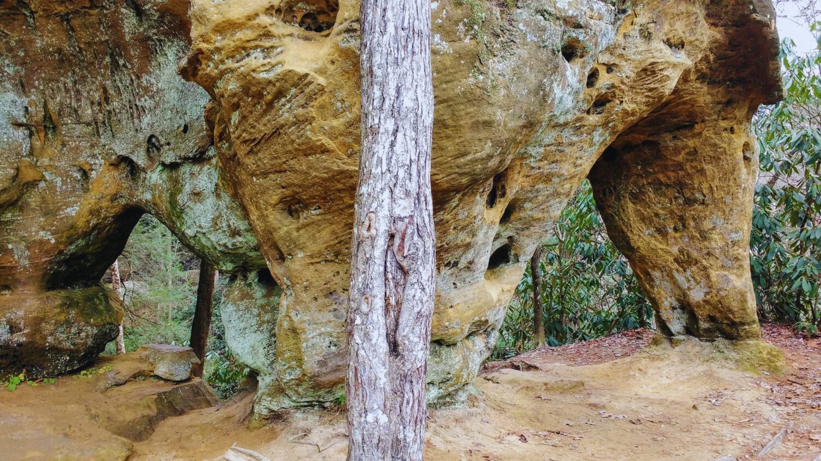 A tall tree stands in front of a large, rugged rock formation under a clear blue sky.