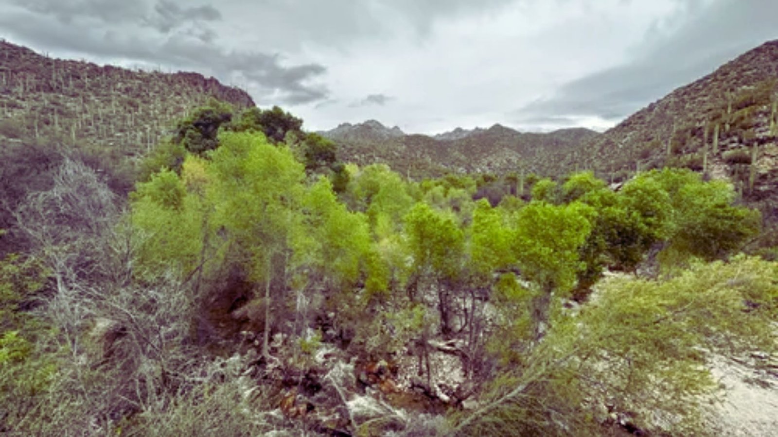 A serene view of a river winding through a desert landscape, surrounded by sparse trees under a clear blue sky.