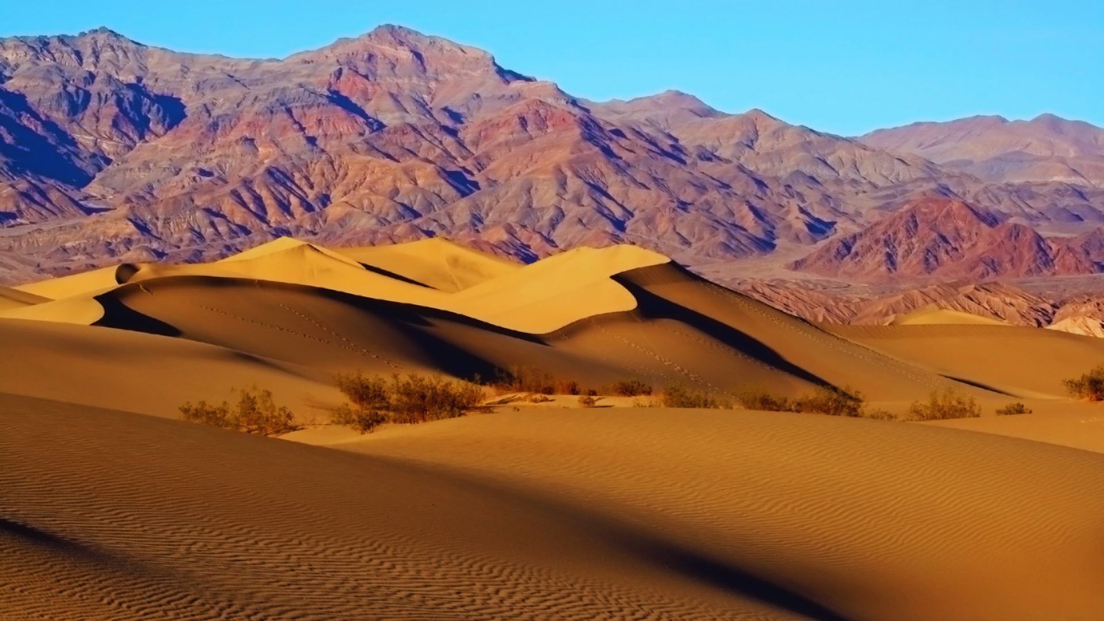 Expansive sand dunes in Death Valley, California, showcasing rippled textures under a clear blue sky.