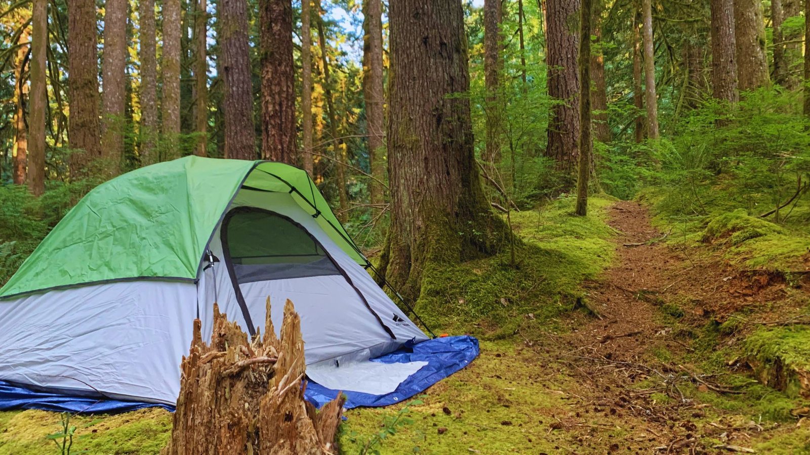 A tent set up in a lush forest, surrounded by tall trees, indicating a camping site along the Boulder River Trail.
