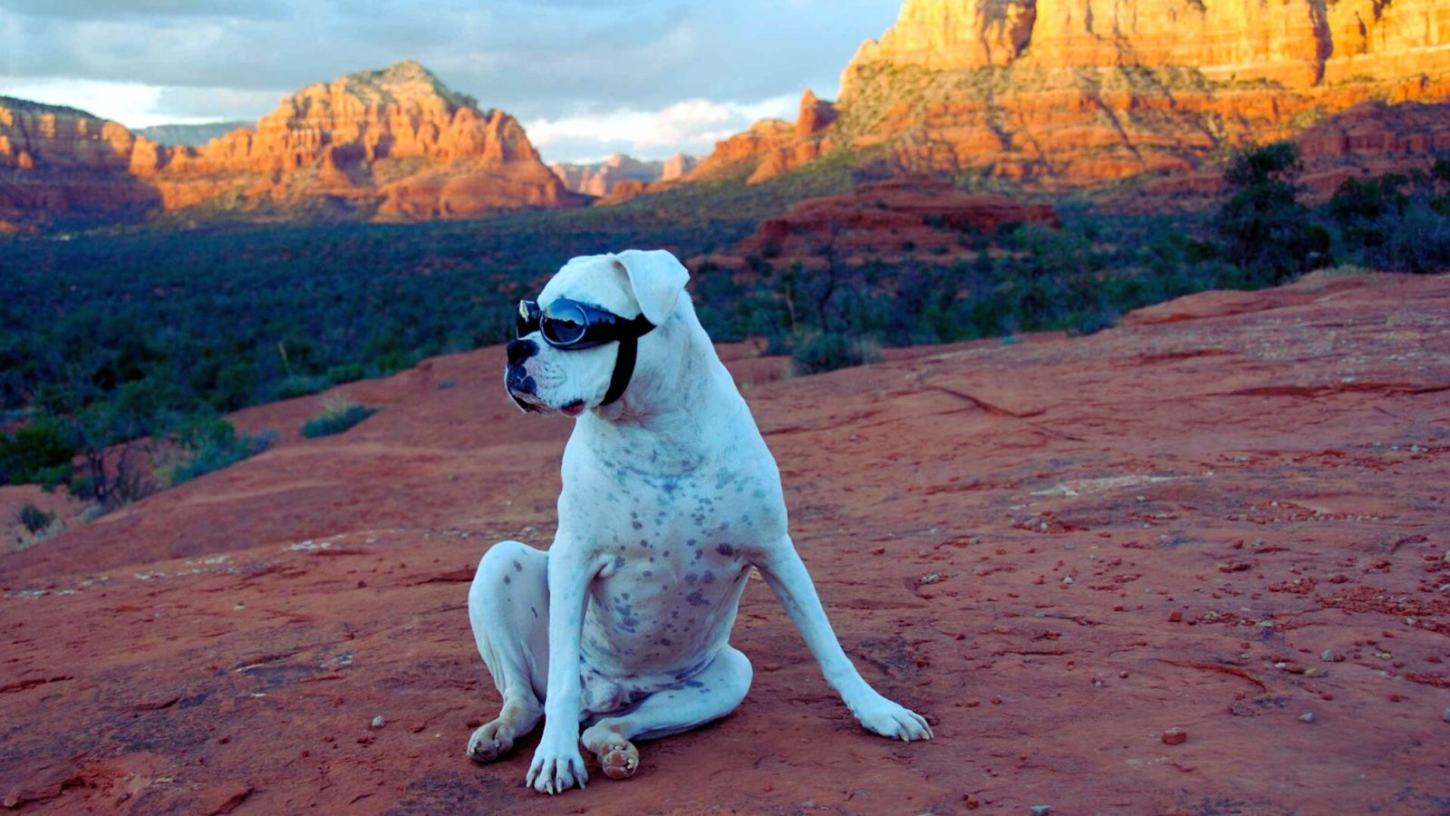 A dog wearing sunglasses sits on a rock, with a majestic mountain backdrop.