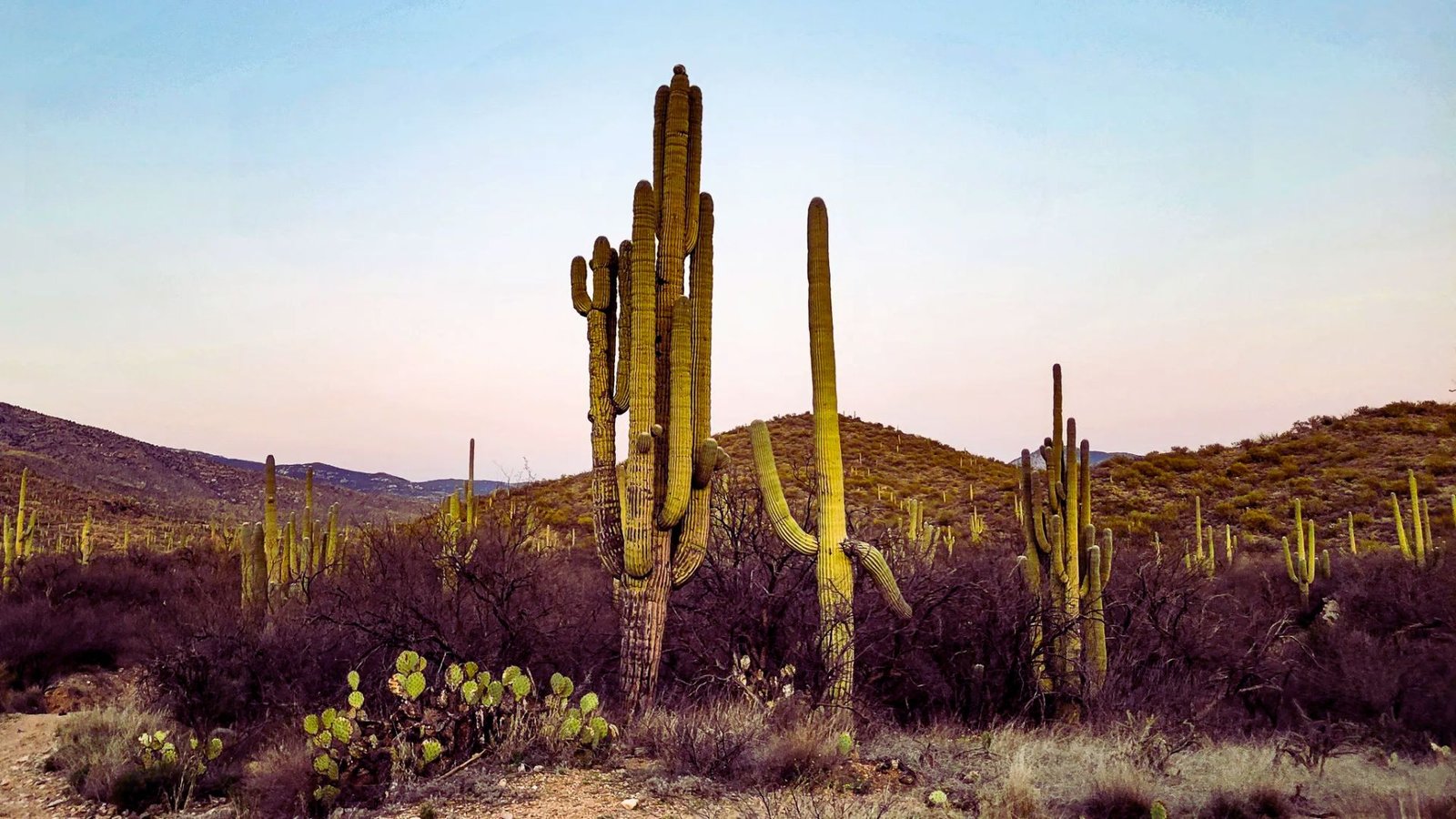 A desert landscape featuring tall cactus trees with distant mountains under a clear blue sky.
