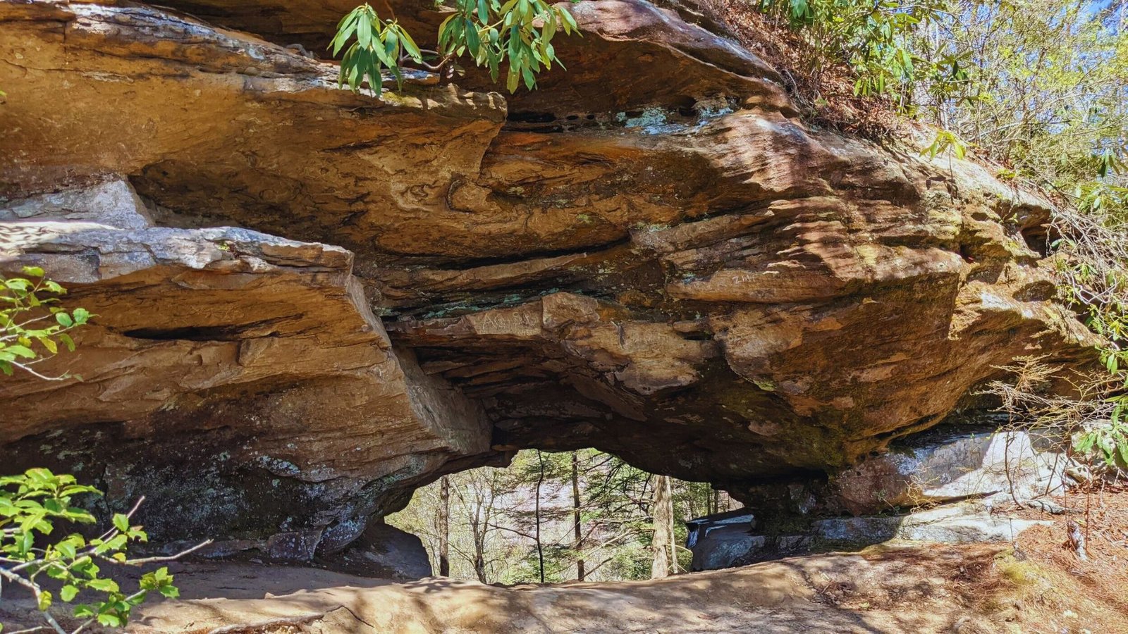 A large rock arch surrounded by dense trees in a serene woodland setting.