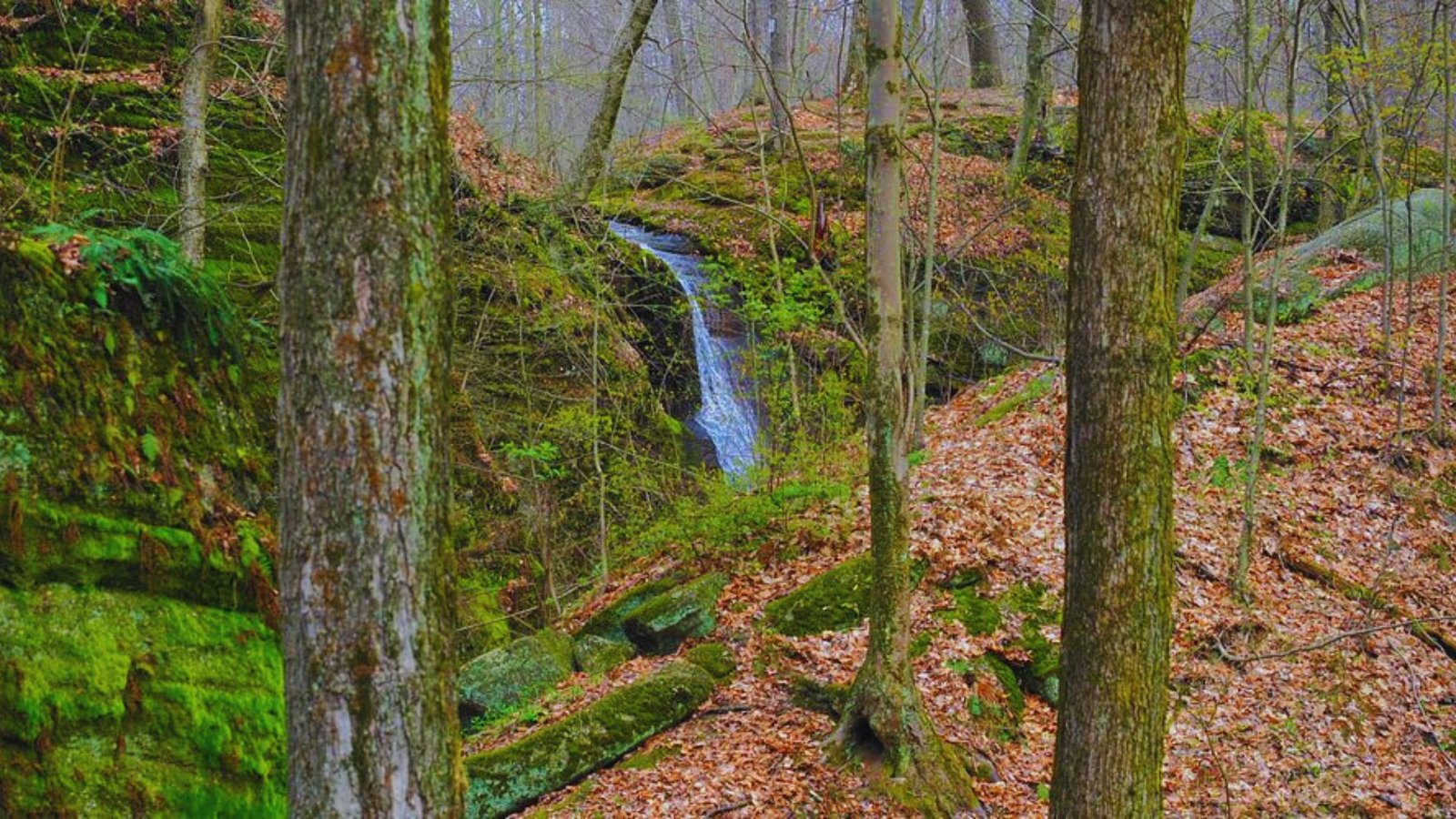 A serene waterfall cascades through lush green woods, captured beautifully by photographer Jimmy Kirk.