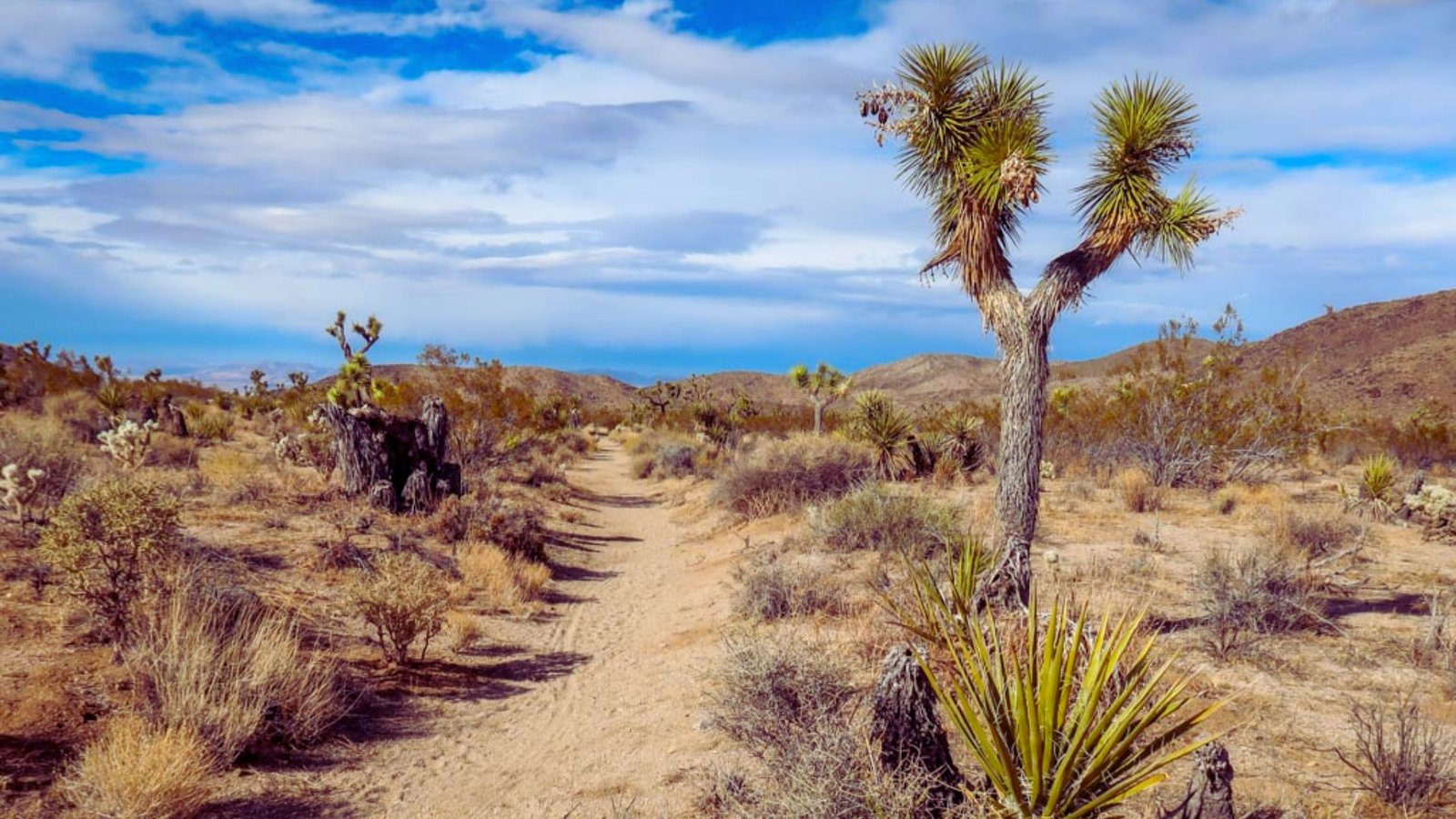 Expansive landscape of Joshua Tree National Park, featuring distinctive Joshua trees and rugged rock formations in California.