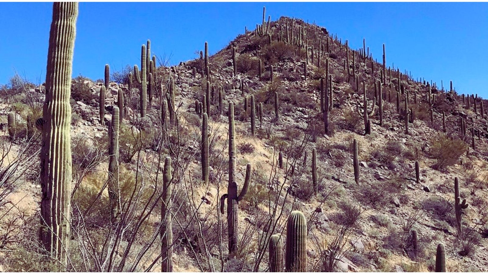A large mountain rises in the background, surrounded by numerous cactus plants in the foreground.