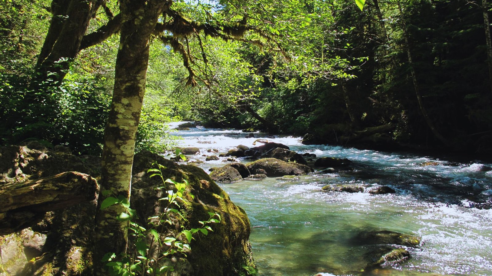 A serene river flows through a lush green forest, surrounded by tall trees and vibrant foliage.