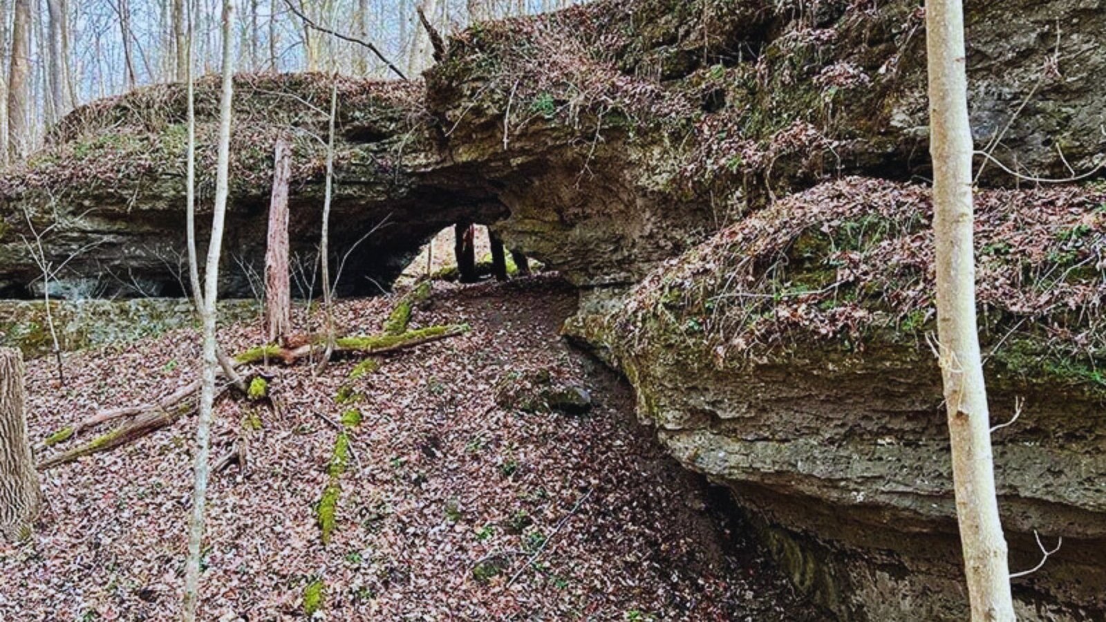 A secluded cave surrounded by tall trees and rugged rocks in a tranquil forest setting.
